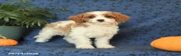 Cavapoo dogs for sale: Clover - Ad 5