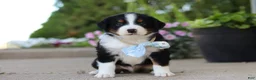 Miniature Australian Shepherd dogs for sale: Frankie - Ad 5