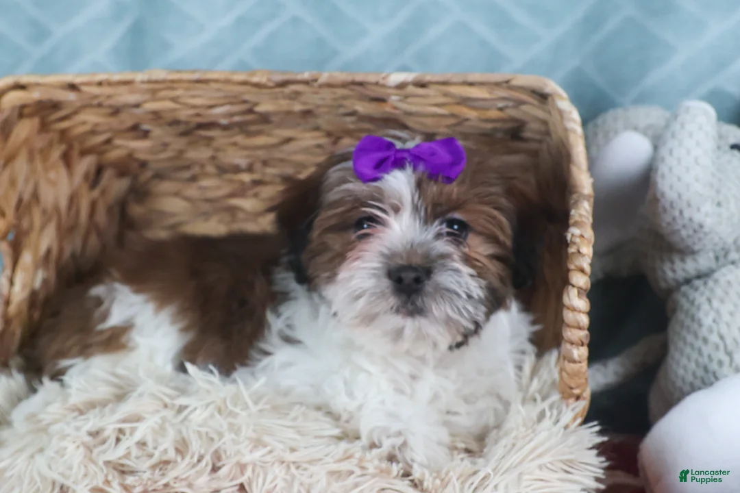 Teddy Bear dogs for sale: GINGER - Ad 9