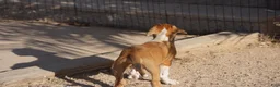 Mixed Breed dogs for sale: Doberdane Tan/Wht M - Ad 4