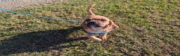 Puggle dogs for sale: Brent - Ad 4
