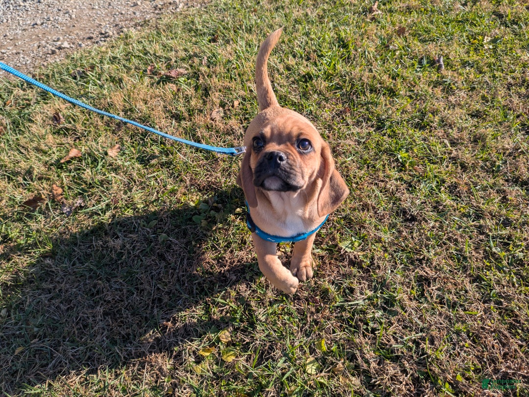 Puggle dogs for sale: Brent - Ad 4