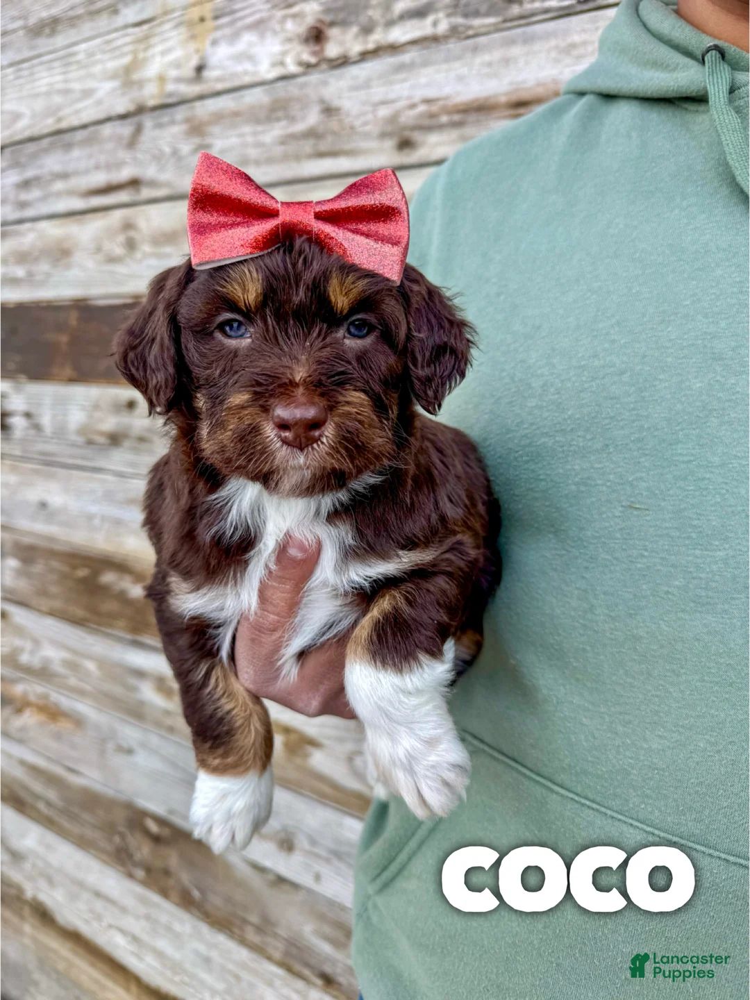Aussiedoodle dogs for sale: Coco - Standard F1  - Ad 2
