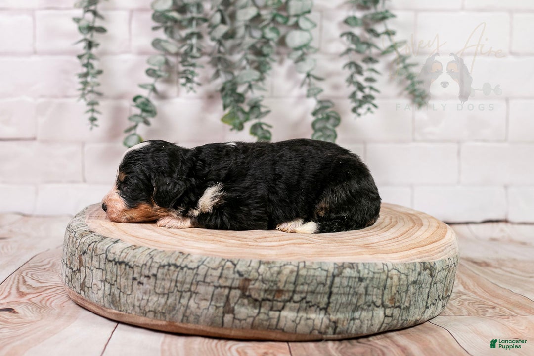 Bernedoodle dogs for sale: Torch - Ad 12