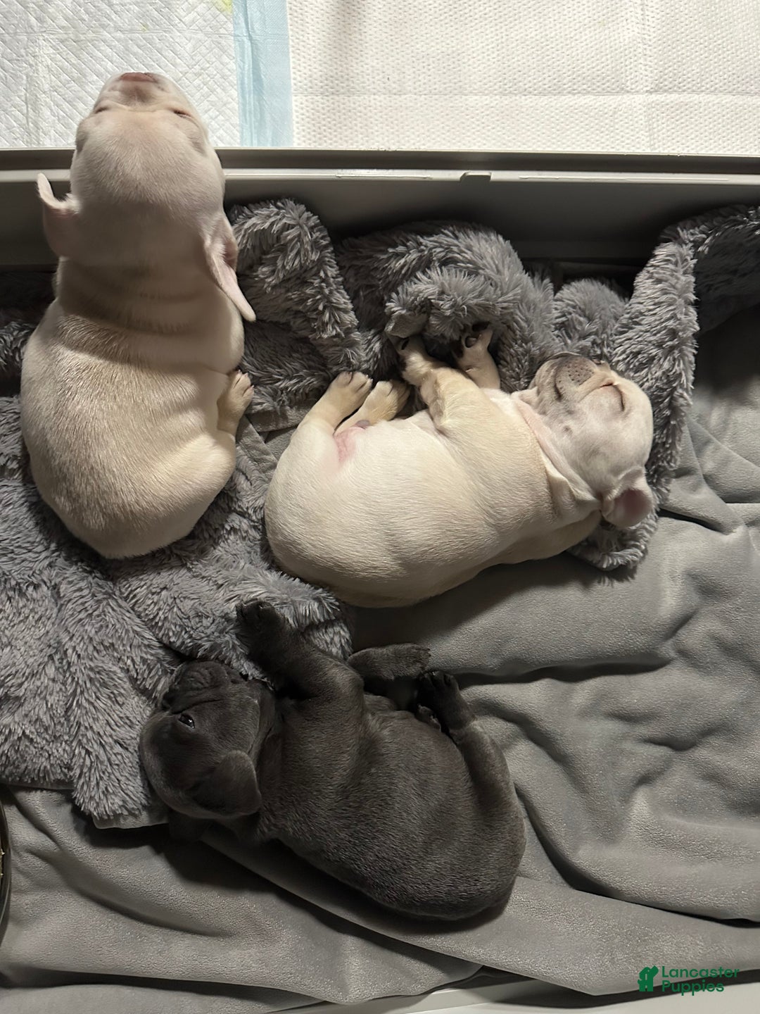 French Bulldog dogs for sale: Georgiana - Ad 4
