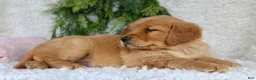 Golden Retriever dogs for sale: Golden Retriever Puppy 1 - Ad 5