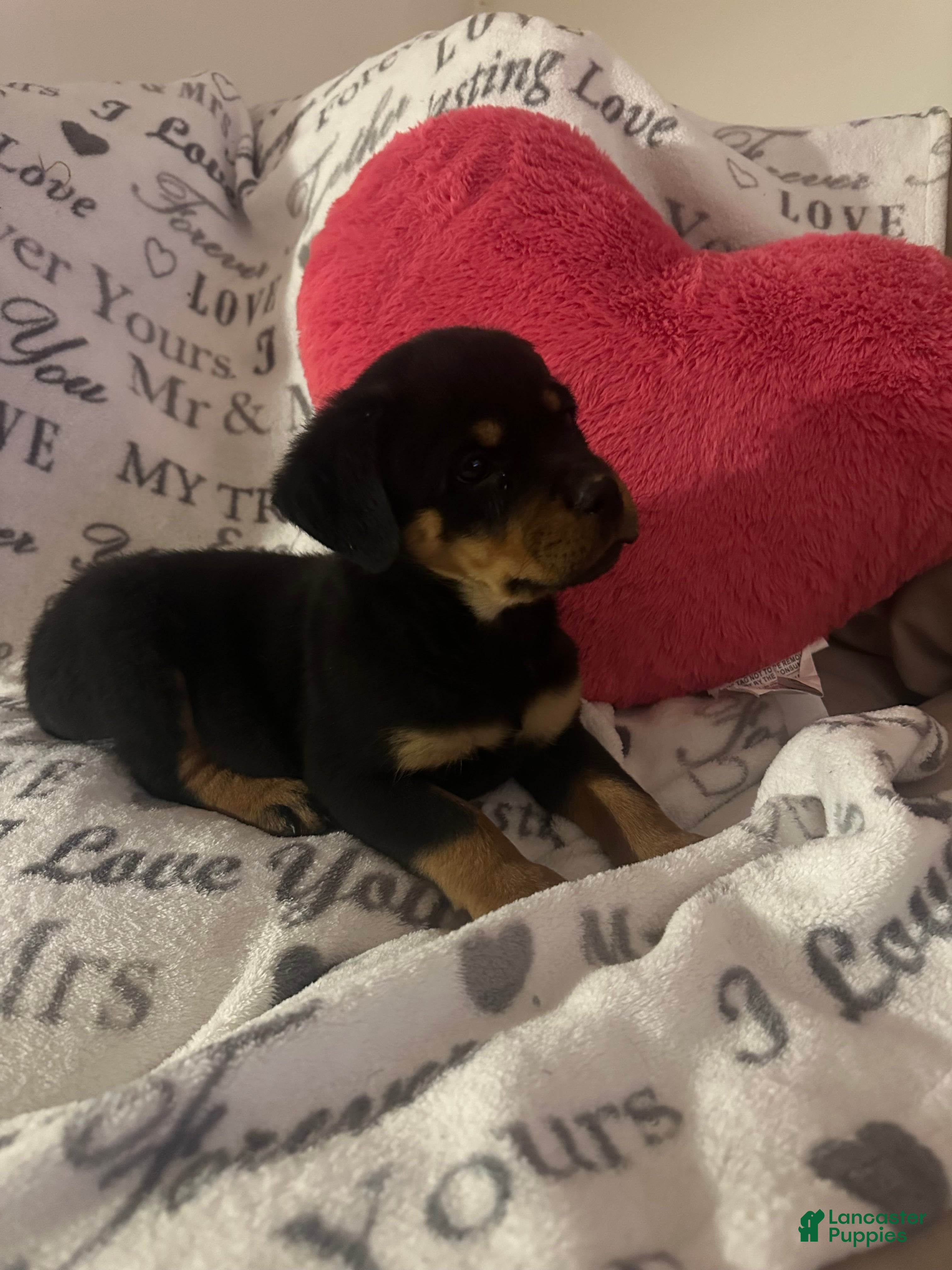 Rottweiler dogs Dolly - Ad 1