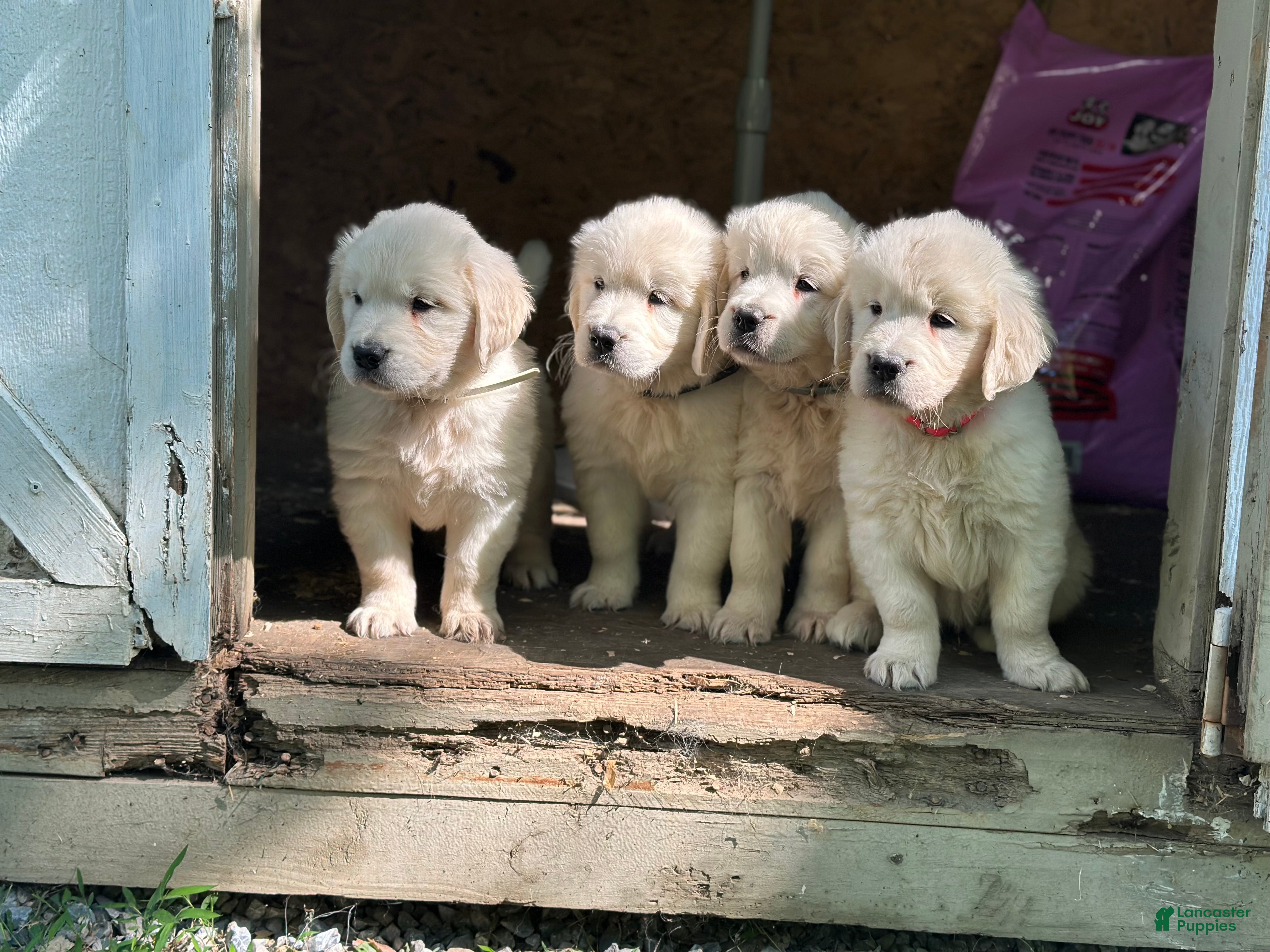 Golden Retriever dogs Golden Retriever 2 - Ad 2