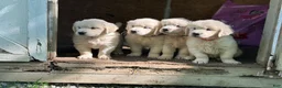 Golden Retriever dogs for sale: Golden Retriever 2 - Ad 2