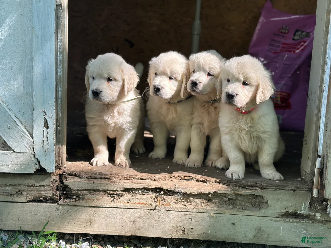 Golden Retriever dogs for sale: Golden Retriever 2 - Ad 2