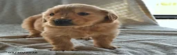 Golden Retriever dogs for sale: Benny - Ad 4