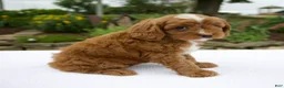 Cavapoo dogs for sale: Glory - Ad 5