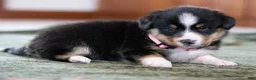 Mixed Breed dogs for sale: Star - Ad 4