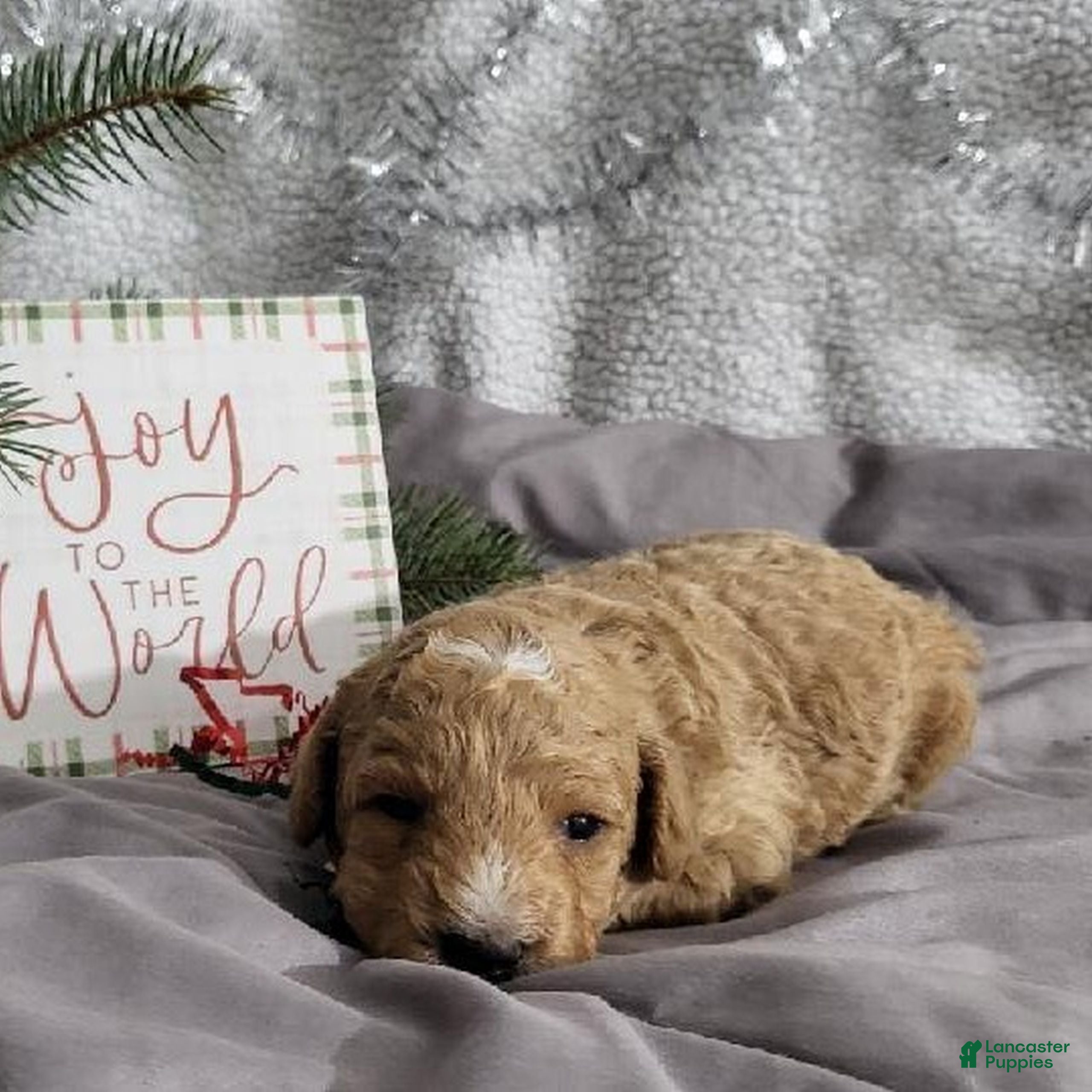 Bichpoo dogs Kody  - Ad 36