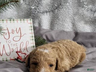 Bichpoo dogs Kody - Ad 34