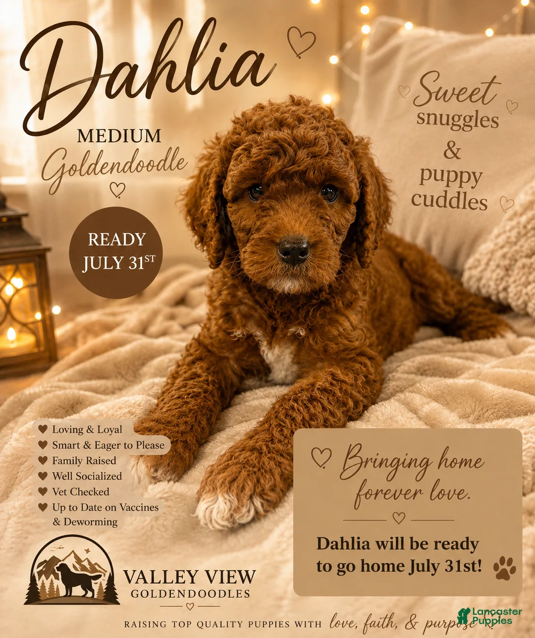 Mini Goldendoodle dogs for sale: Dahlia - Ad 2