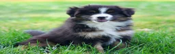 Miniature Australian Shepherd dogs for sale: Jen - Ad 5