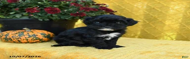 Pip 
