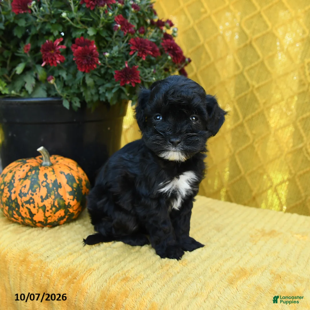Mini Goldendoodle dogs for sale: Pip  - Ad 1