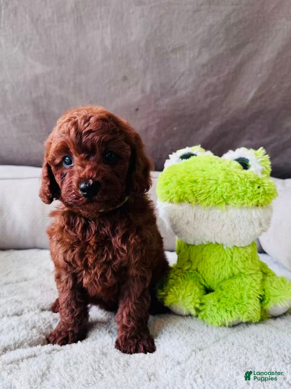 Mini Goldendoodle dogs Choco - Ad 1