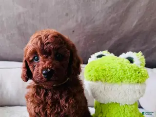 Mini Goldendoodle dogs for sale: Choco - Ad 1