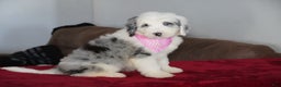 Sheepadoodle dogs for sale: Lily - Ad 5
