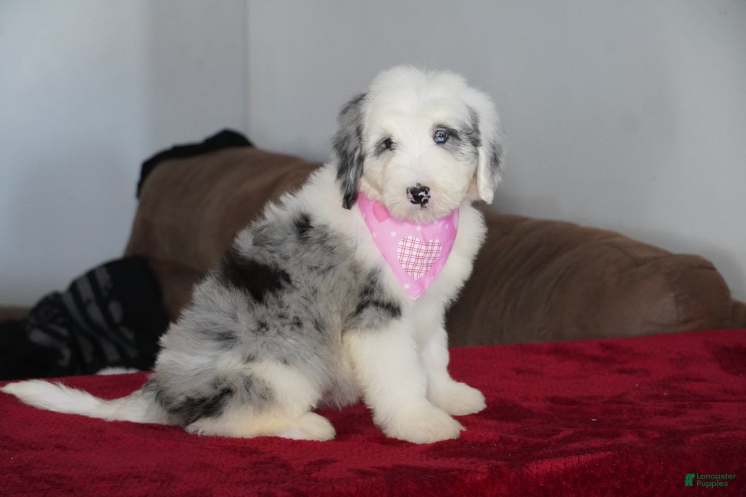 Sheepadoodle dogs for sale: Lily - Ad 5