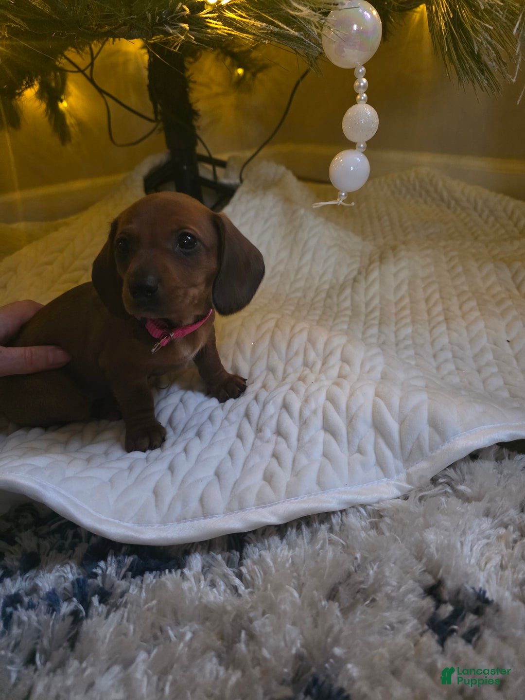 Miniature Dachshund dogs for sale: Samara - Ad 1