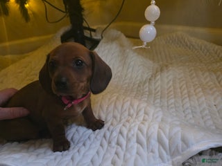 Miniature Dachshund dogs for sale: Samara - Ad 2