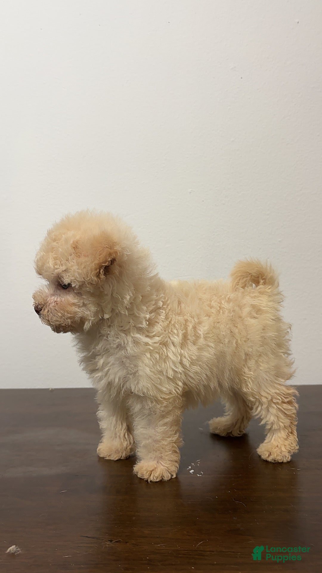 Miniature Poodle dogs for sale: Cici - Ad 2