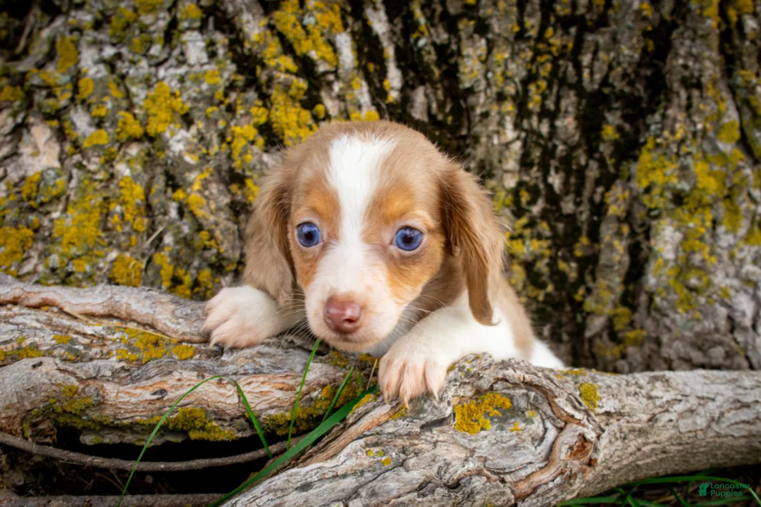 Dachshund dogs for sale: Vienna - Ad 1