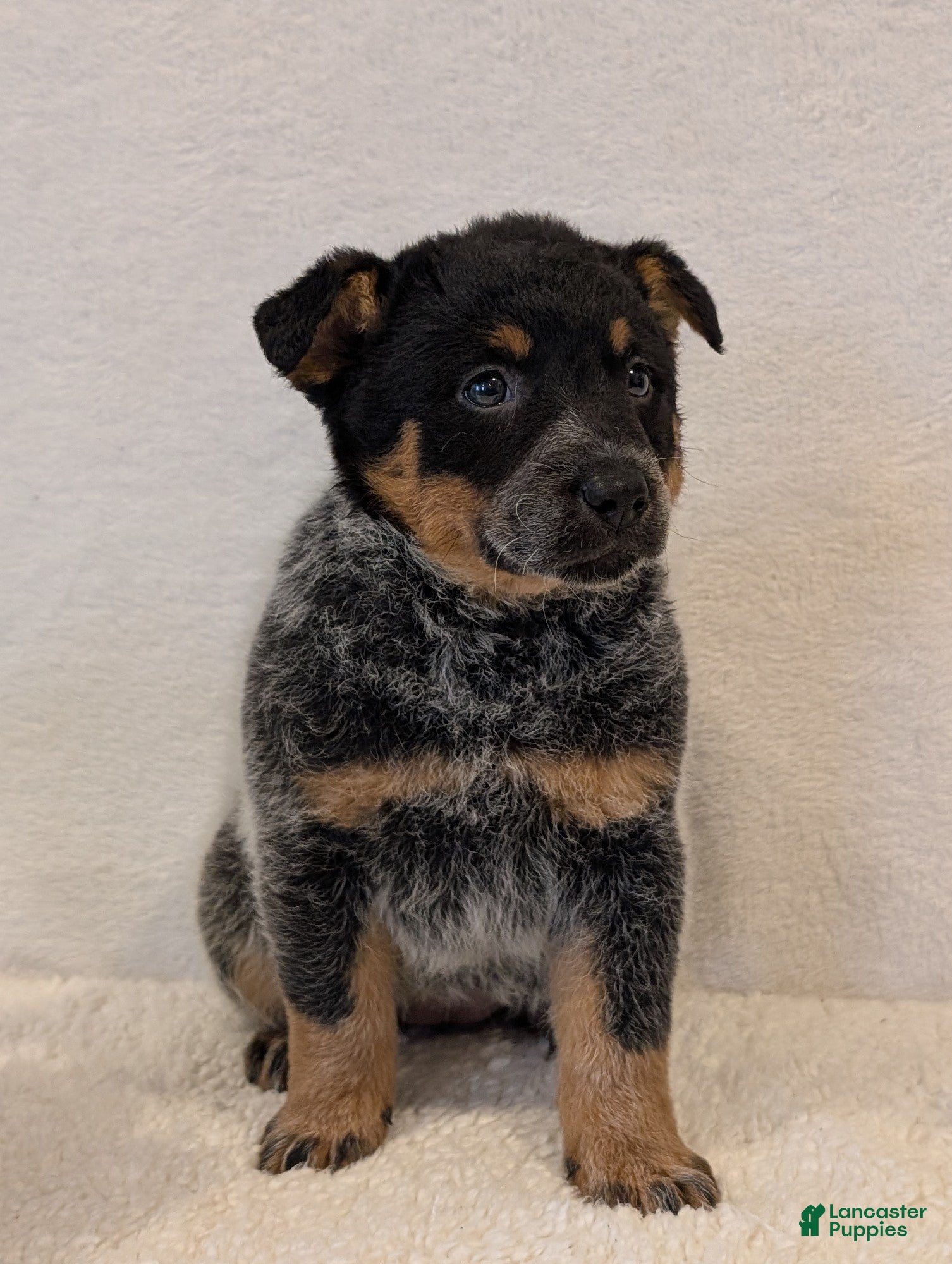 Australian Cattle Dog dogs Rosa - Ad 31