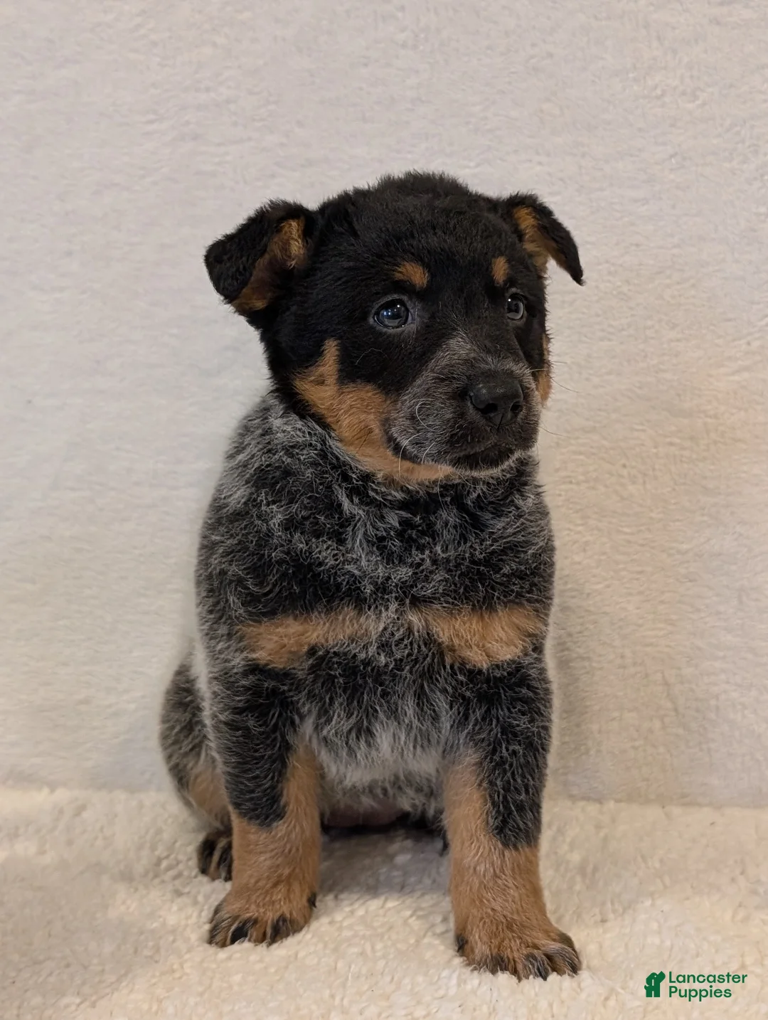 Australian Cattle Dog dogs for sale: Rosa - Ad 1