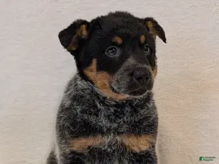 Australian Cattle Dog dogs for sale: Rosa - Ad 1