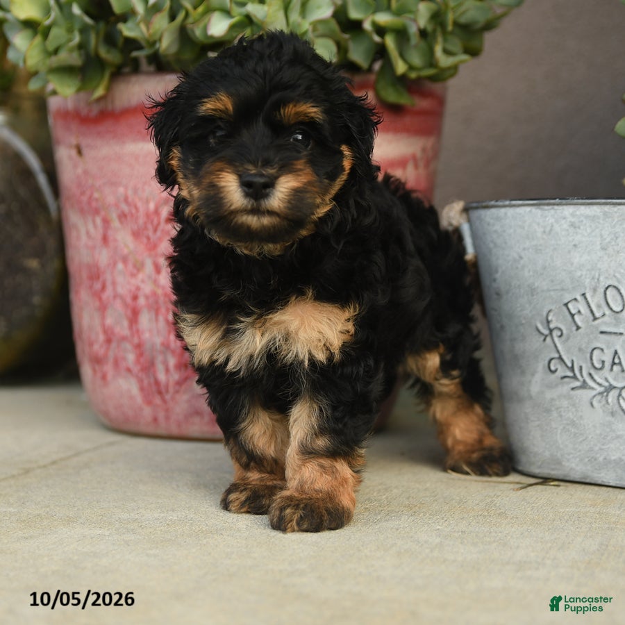 Havapoo dogs Simon - Ad 2