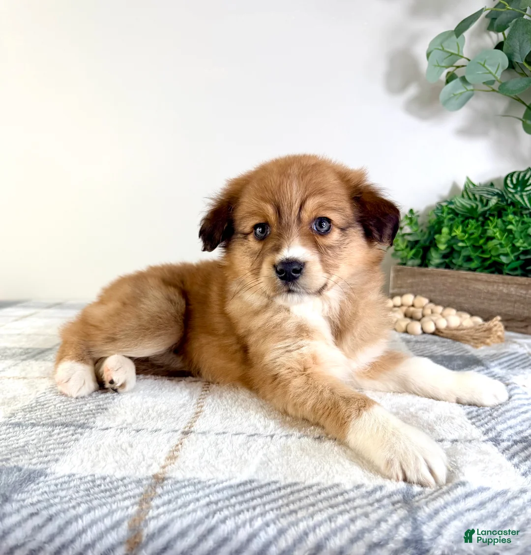 Mixed Breed dogs for sale: Toffee - Ad 3