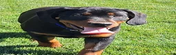 Mixed Breed dogs for sale: Carl - Ad 2
