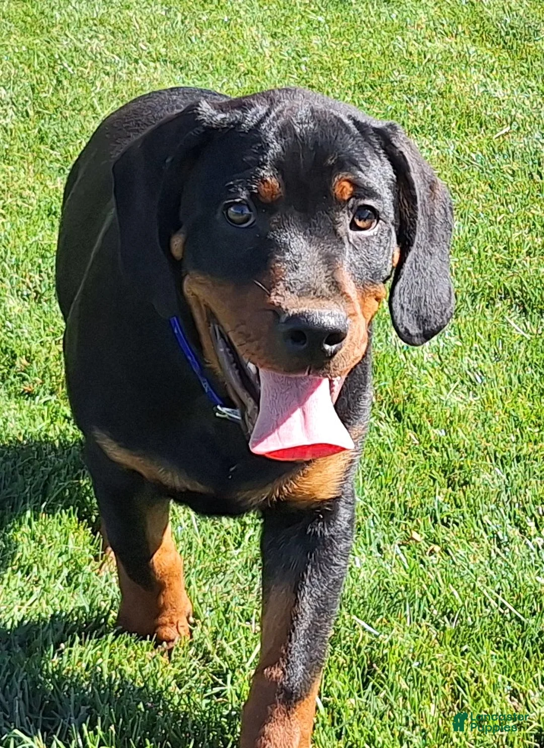 Mixed Breed dogs for sale: Carl - Ad 2
