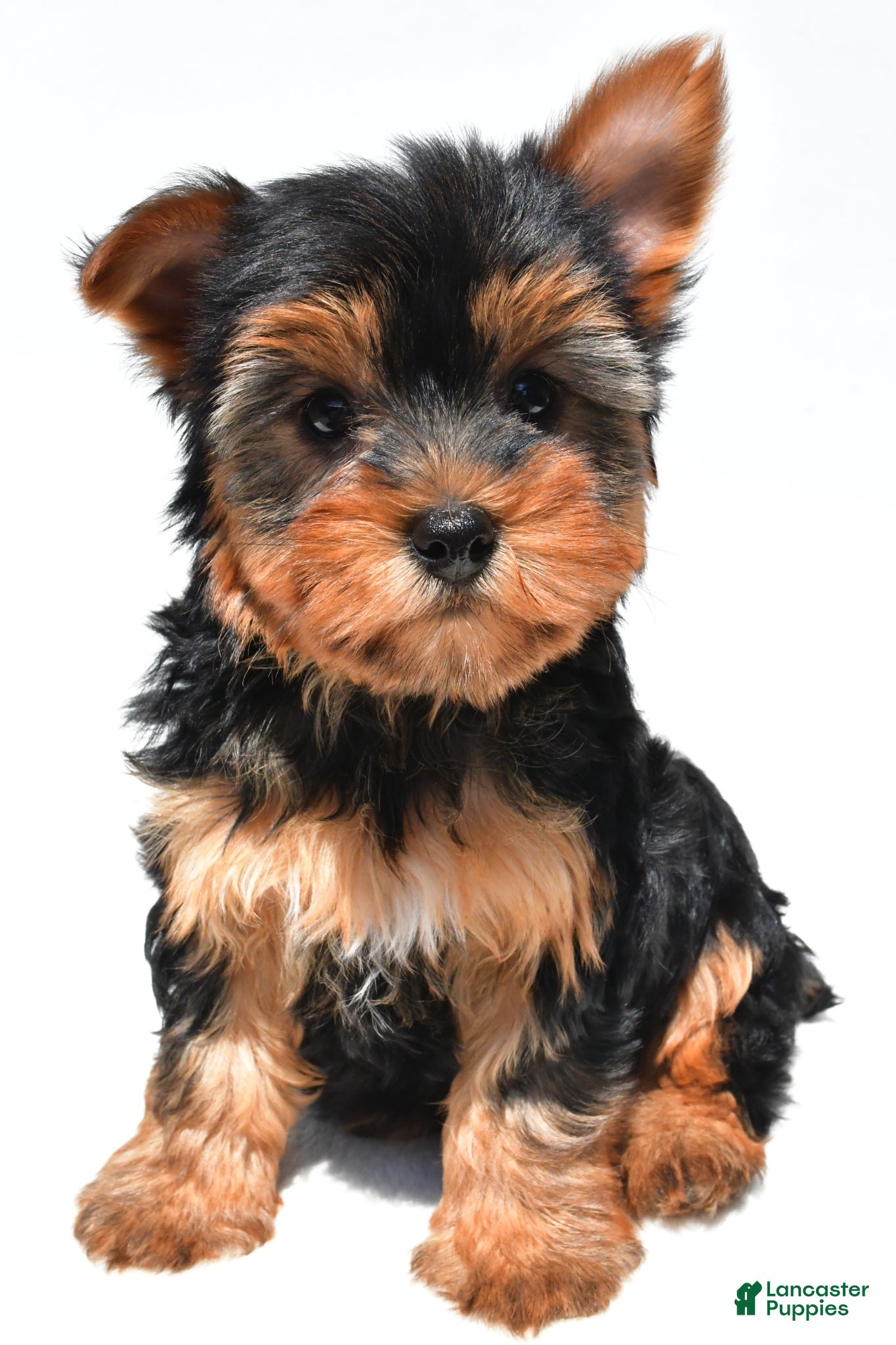 Yorkshire Terrier dogs Joy - Ad 2