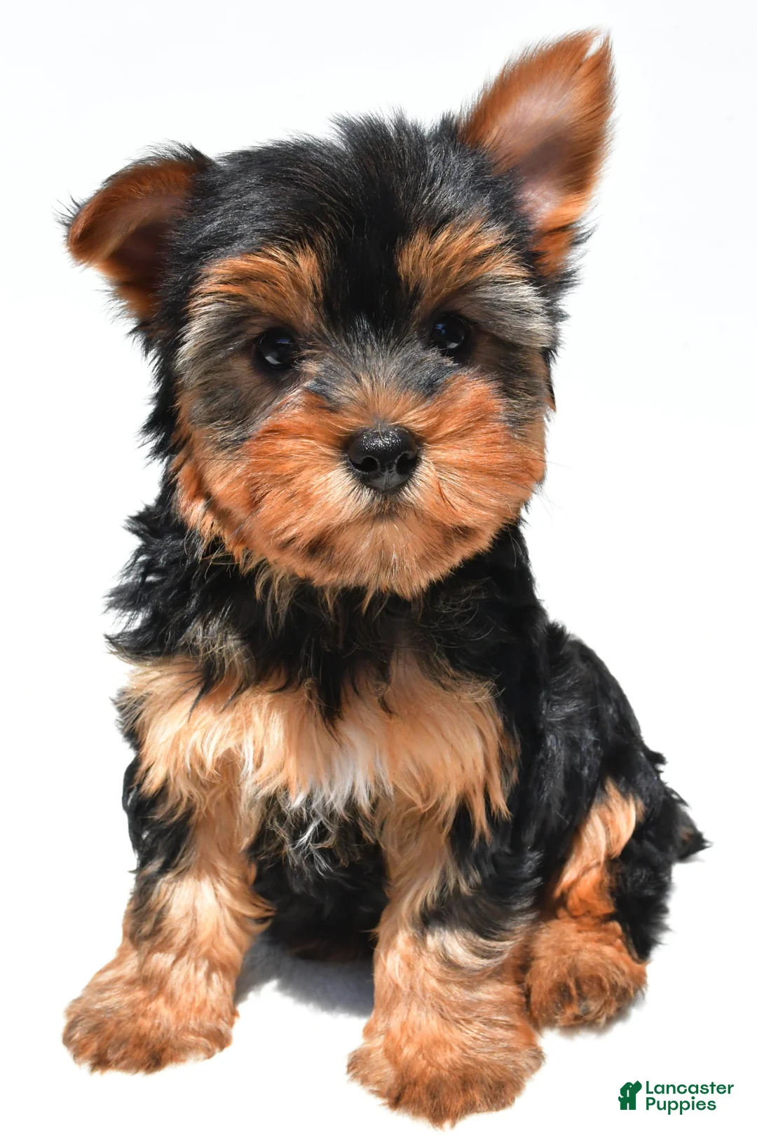 Yorkshire Terrier dogs for sale: Joy - Ad 2