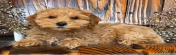 Cockapoo dogs for sale: Honey - Ad 6