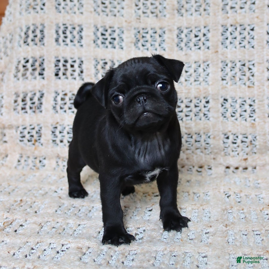 Pug dogs Brandon - Ad 1