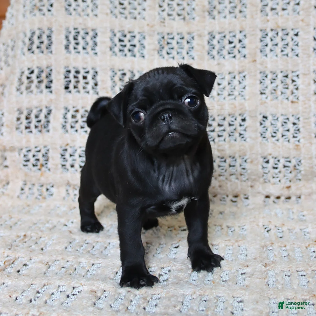 Pug dogs for sale: Brandon - Ad 1
