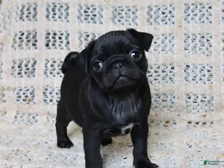 Pug dogs for sale: Brandon - Ad 1