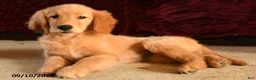 Golden Retriever dogs for sale: Feona - Ad 3