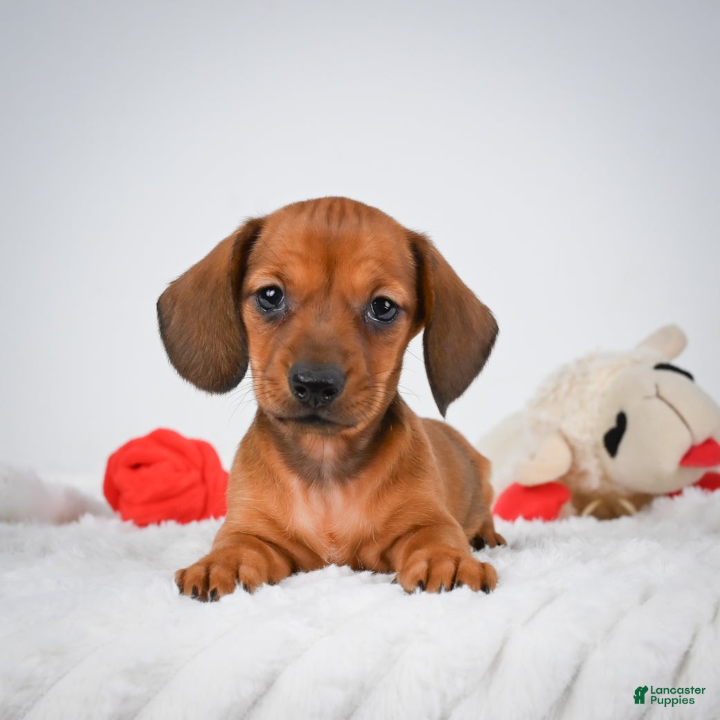 Miniature Dachshund dogs Rosemary - Ad 2