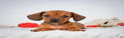 Miniature Dachshund dogs for sale: Rosemary - Ad 3