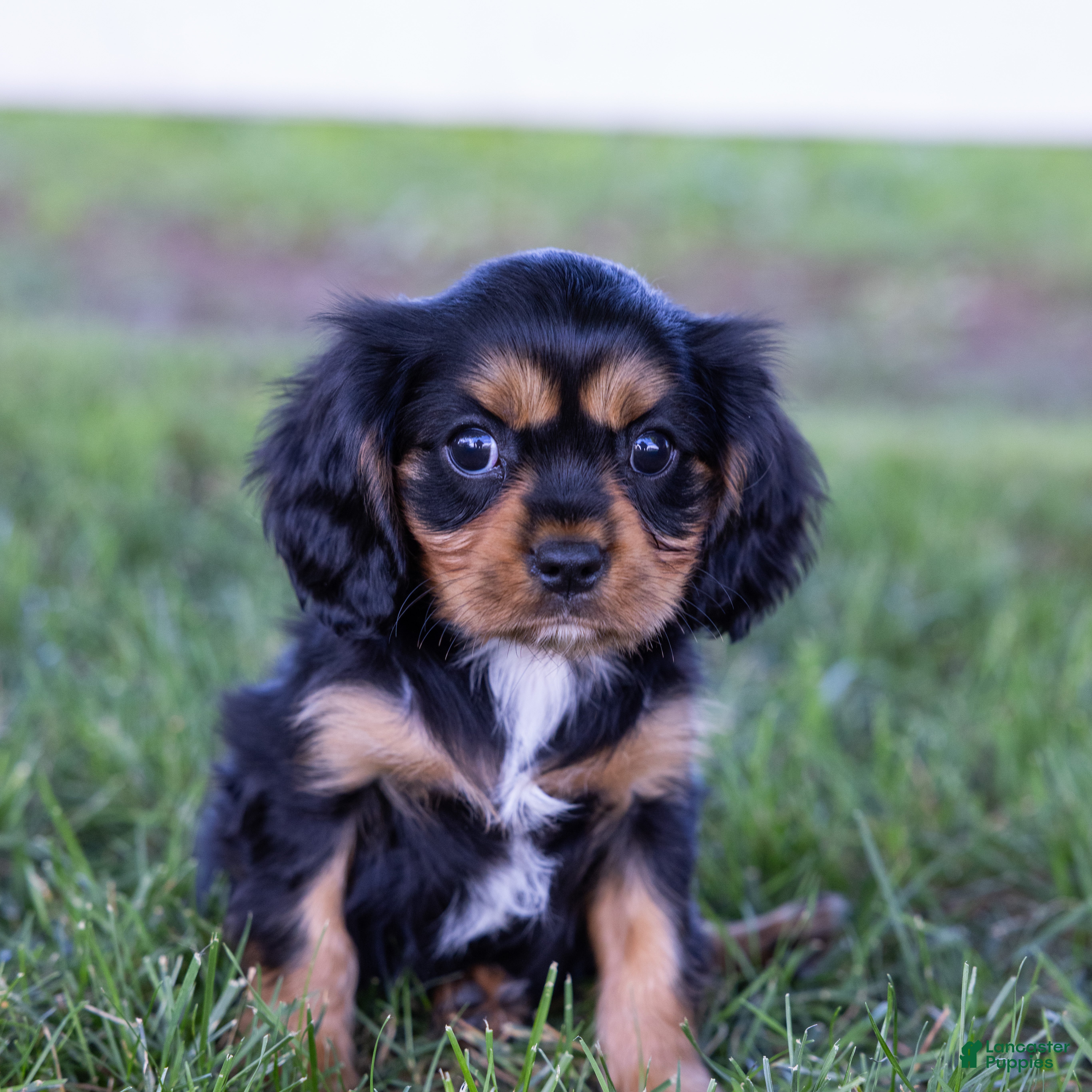 Cavalier King Charles Spaniel dogs Butch - Ad 2