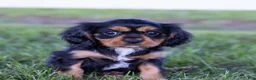 Cavalier King Charles Spaniel dogs for sale: Butch - Ad 2