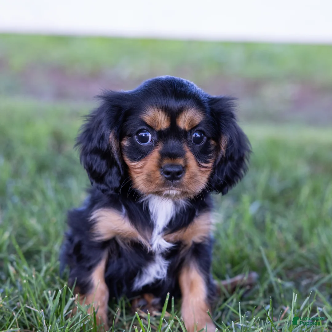 Cavalier King Charles Spaniel dogs for sale: Butch - Ad 2